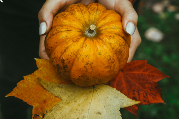 Gardening Diary for October