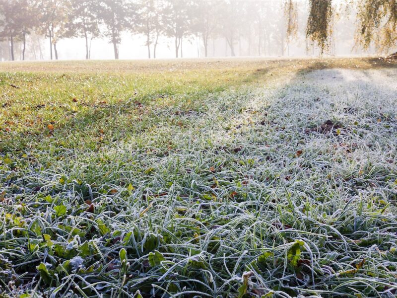 January Lawn Care