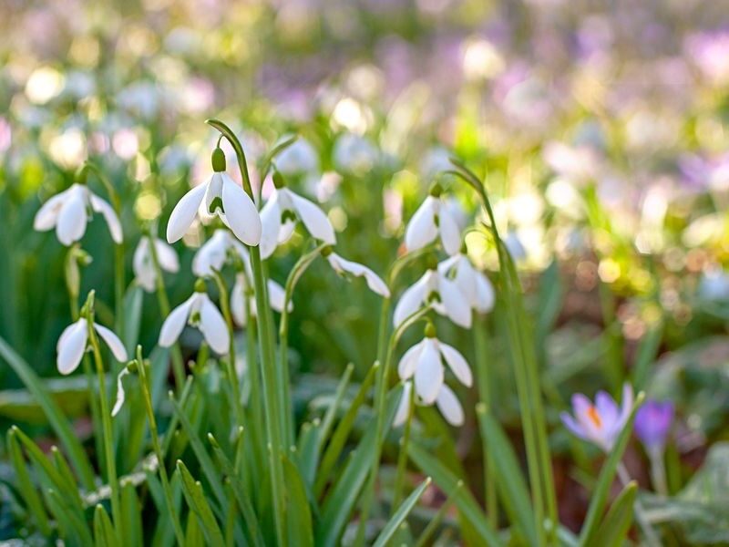 February garden care tips